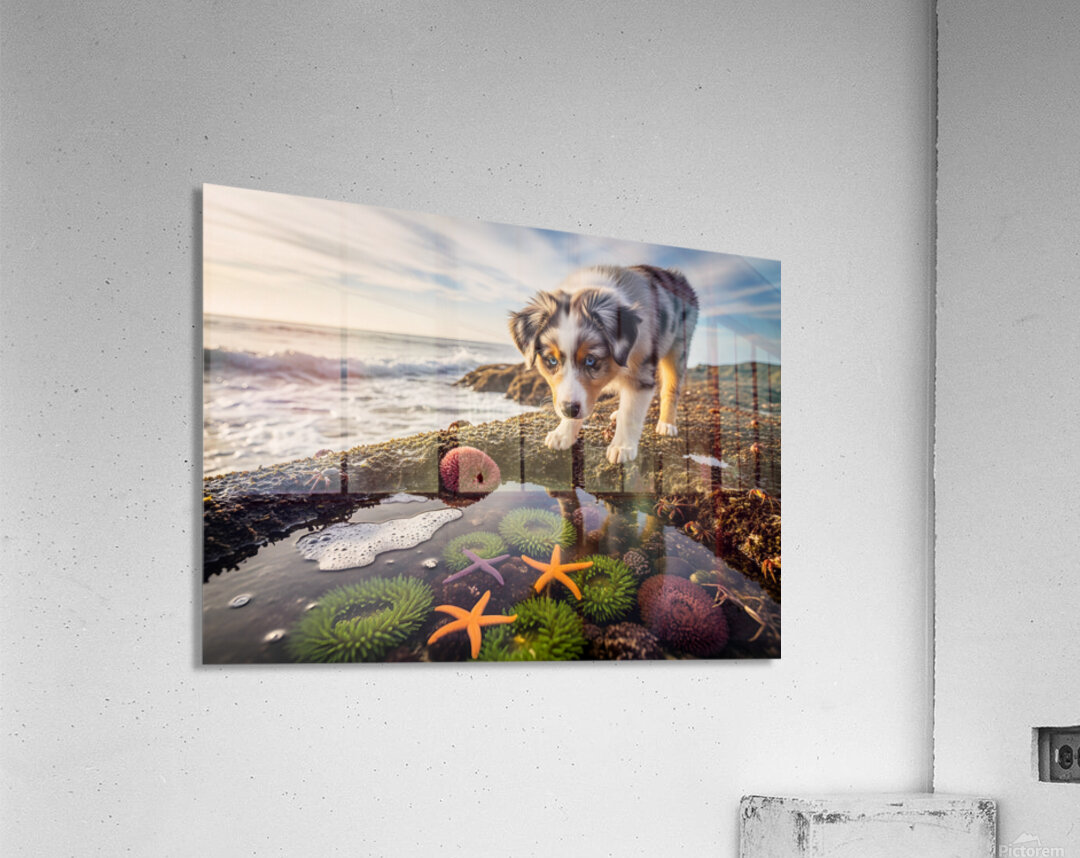 Australian Shepherd Puppy Discovers Tide Pools Acrylic Print