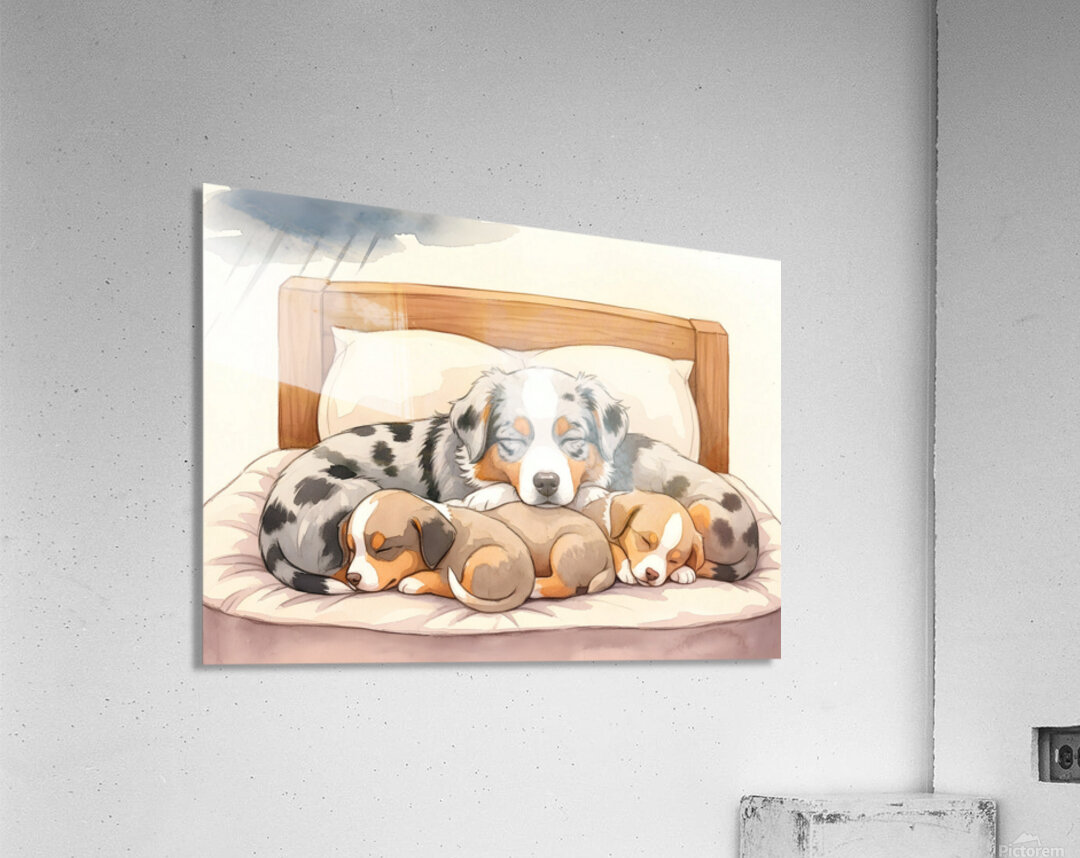 Sleepy Australian Shepherd Puppy Rests After Storm Acrylic Print