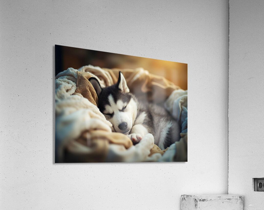 Sleepy Husky Puppy Naps In Laundry Nest Acrylic Print