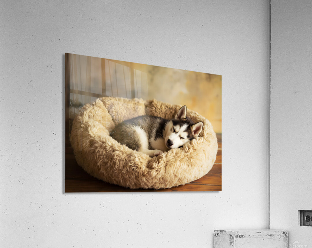 Sleepy Husky Puppy Napping In Corner Of Giant Bed Acrylic Print