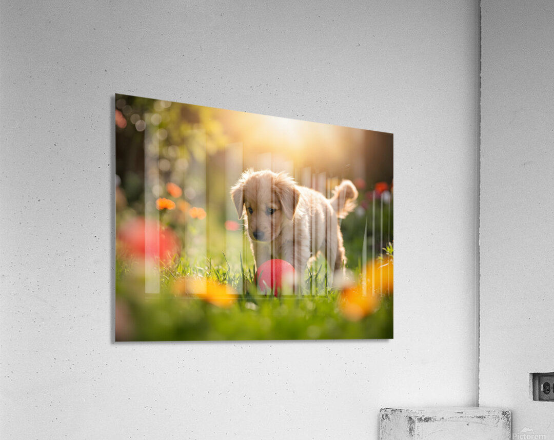 Golden Retriever Puppy Discovers A Giant Red Ball Acrylic Print