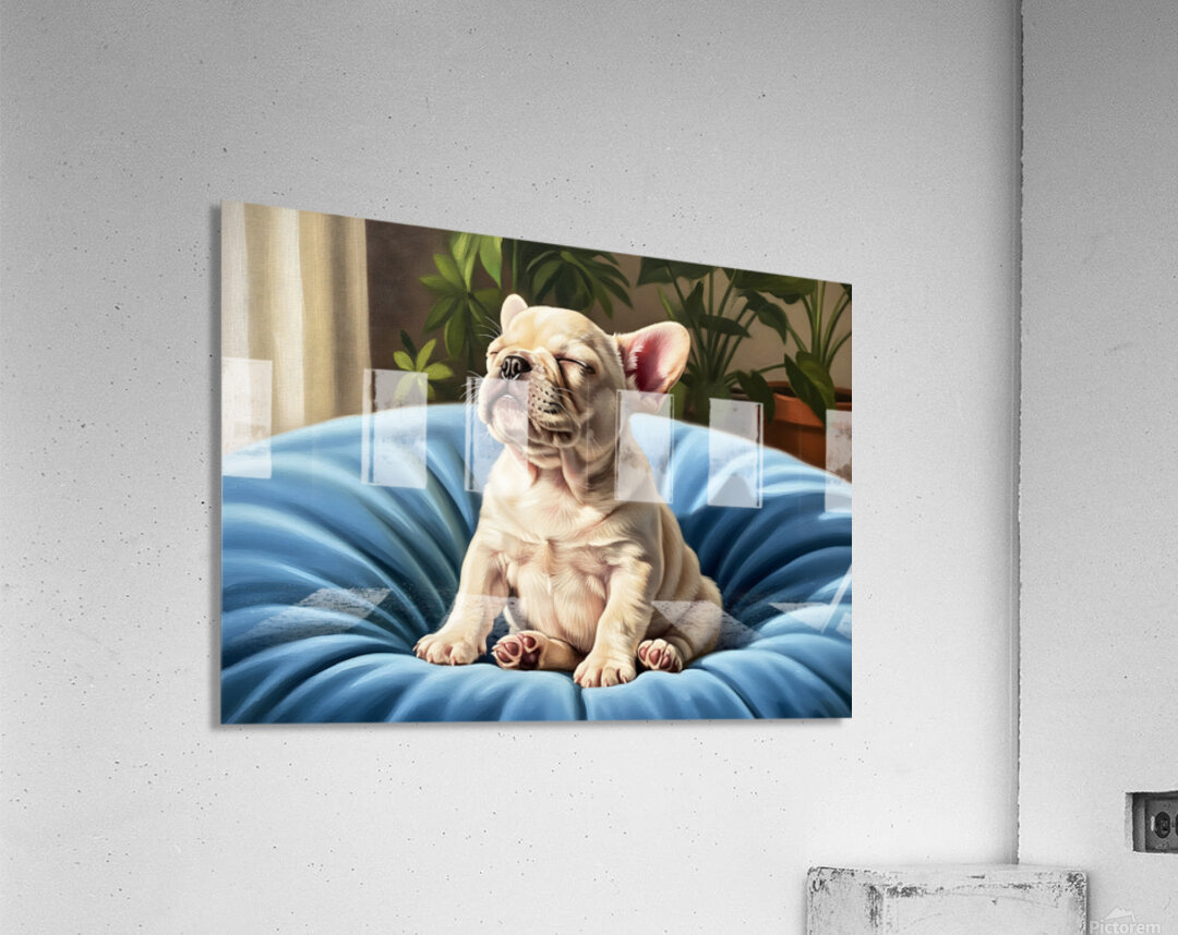 French Bulldog Puppy Sound Asleep Sitting Upright Acrylic Print