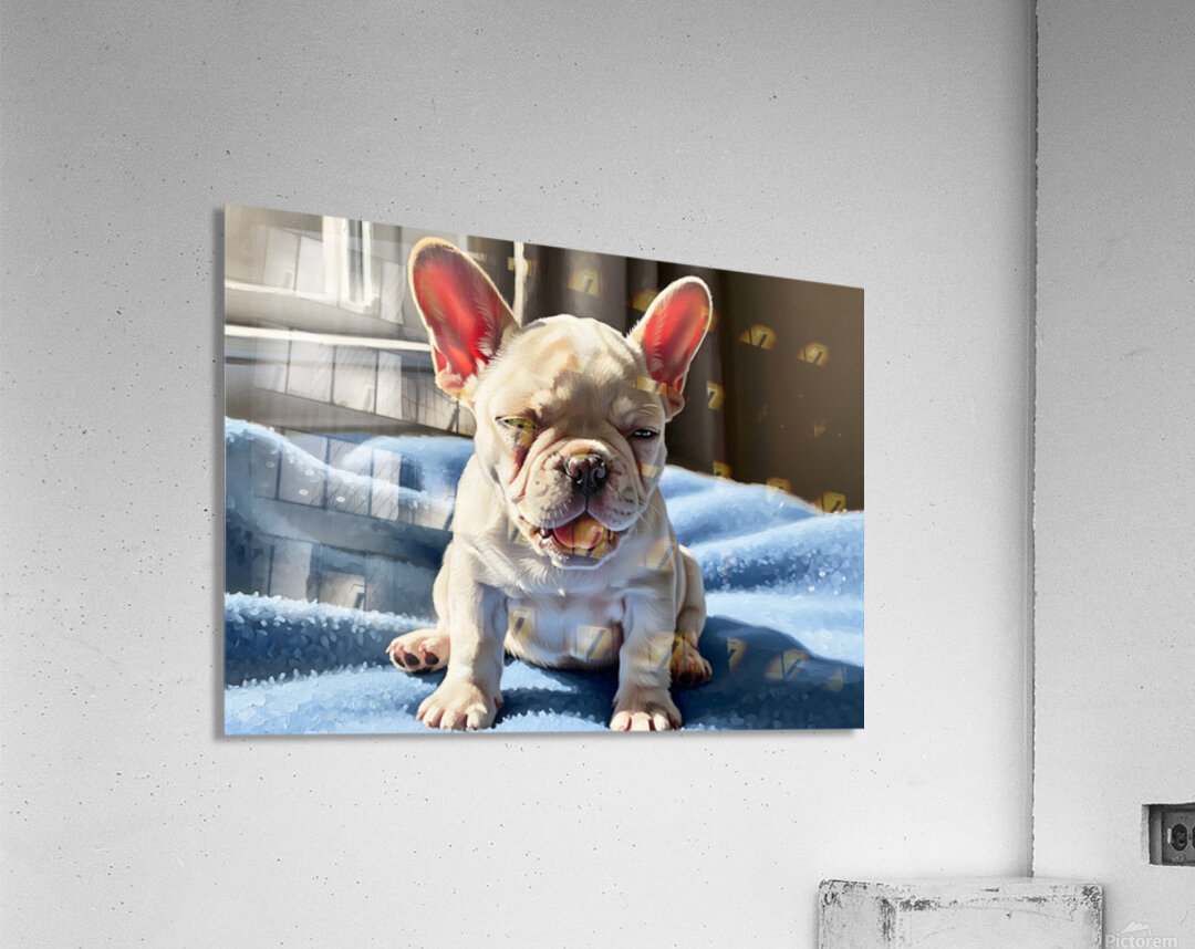 Sleepy French Bulldog Puppy Begins To Yawn Acrylic Print