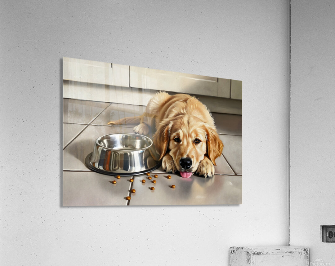 Satisfied Golden Retriever Puppy After Finishing Meal Acrylic Print