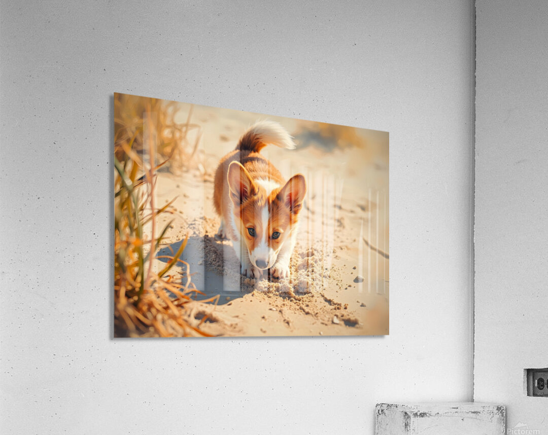 Proud Corgi Pup Admires Digging Achievement Acrylic Print