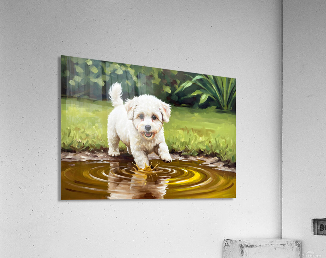 Bichon Frise Puppy Discovers Muddy Puddle Acrylic Print