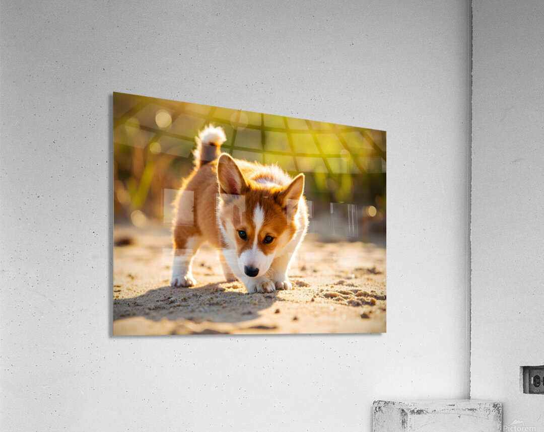 Corgi Puppy Discovers Sandy Shore Acrylic Print
