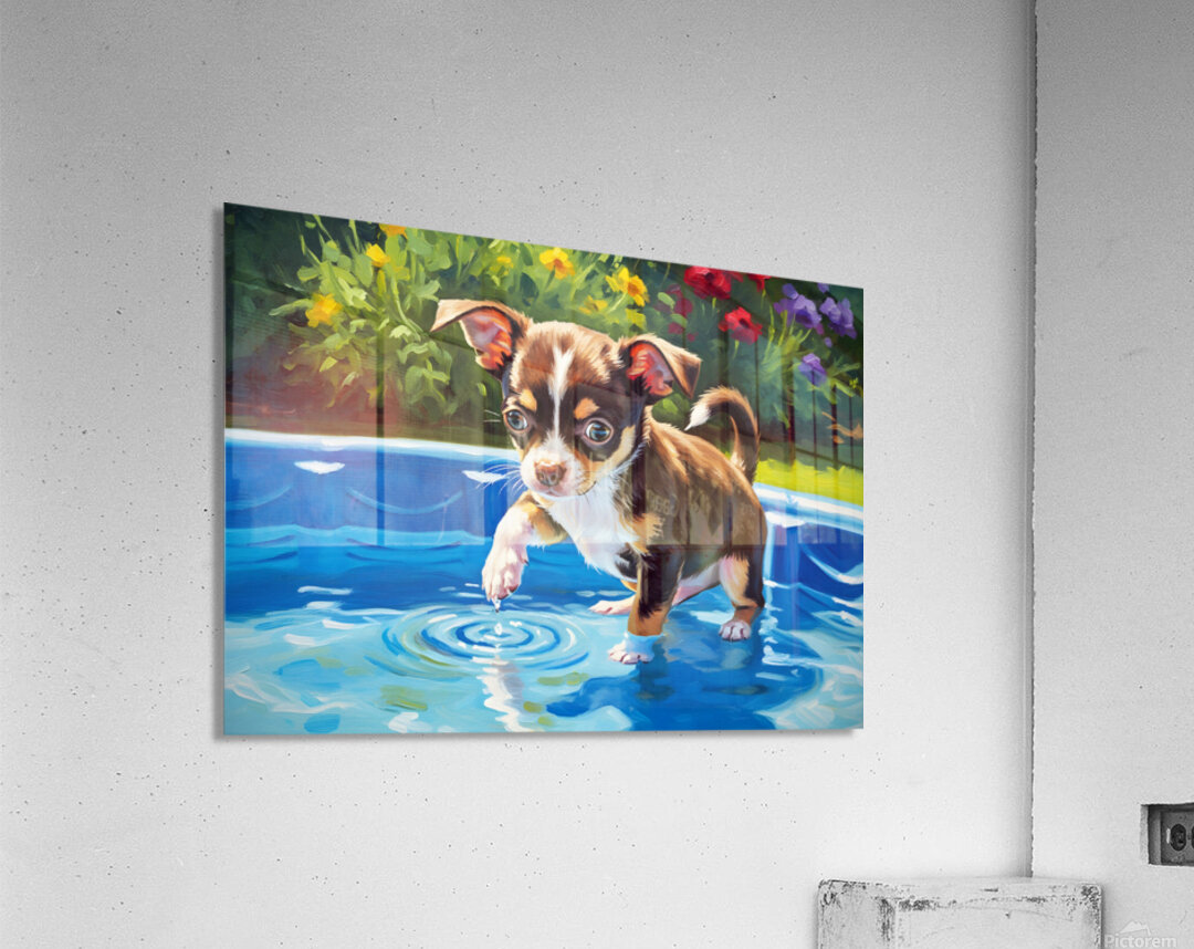 Chihuahua Puppy Discovers The Pool Acrylic Print