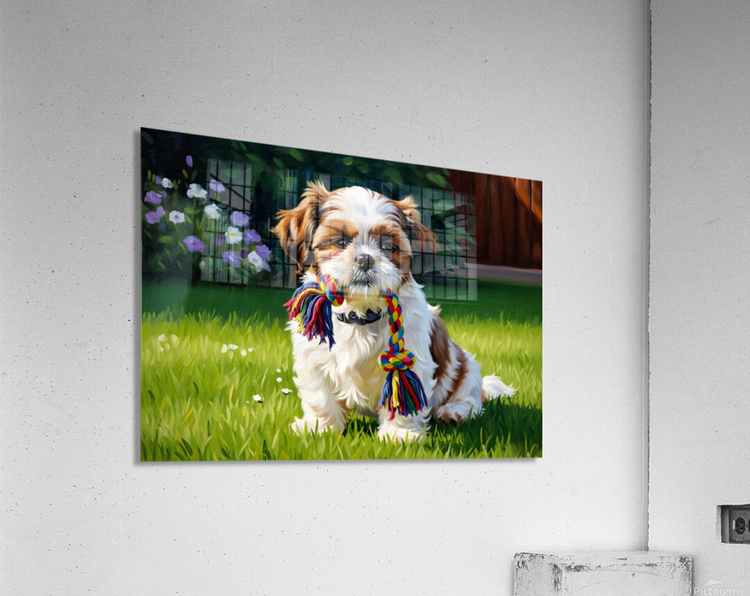 Shih Tzu Puppy Plays With Rope Toy In Garden Acrylic Print