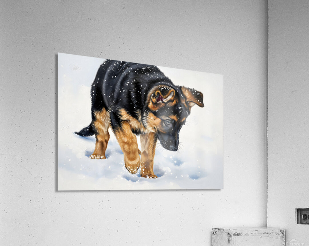German Shepherd Puppy Discovers Fresh Snow Acrylic Print