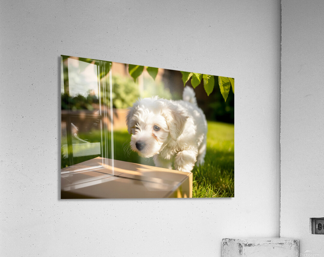 Bichon Frise Puppy Discovers Mysterious Garden Box Acrylic Print