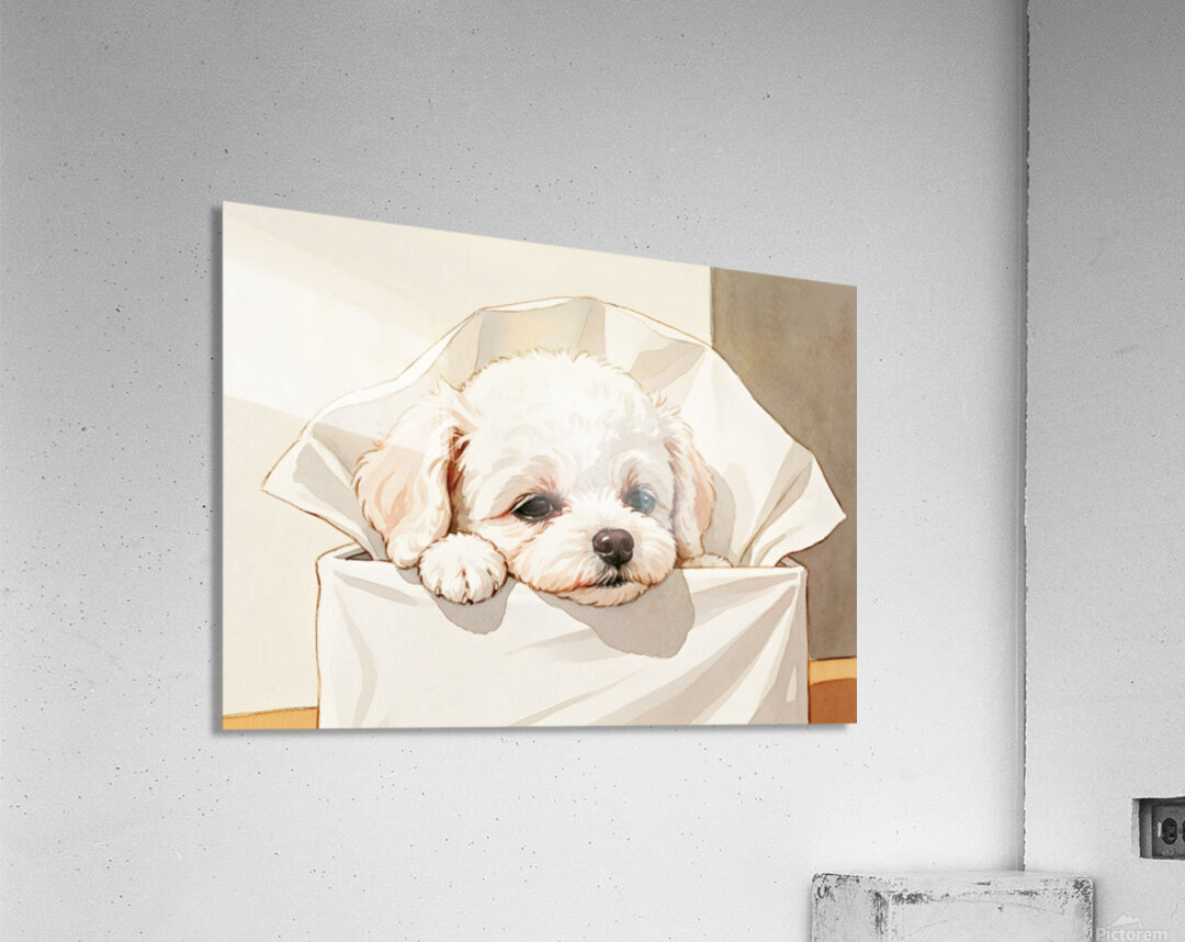 Brave Bichon Frise Puppy Escapes From Tissue Box Acrylic Print