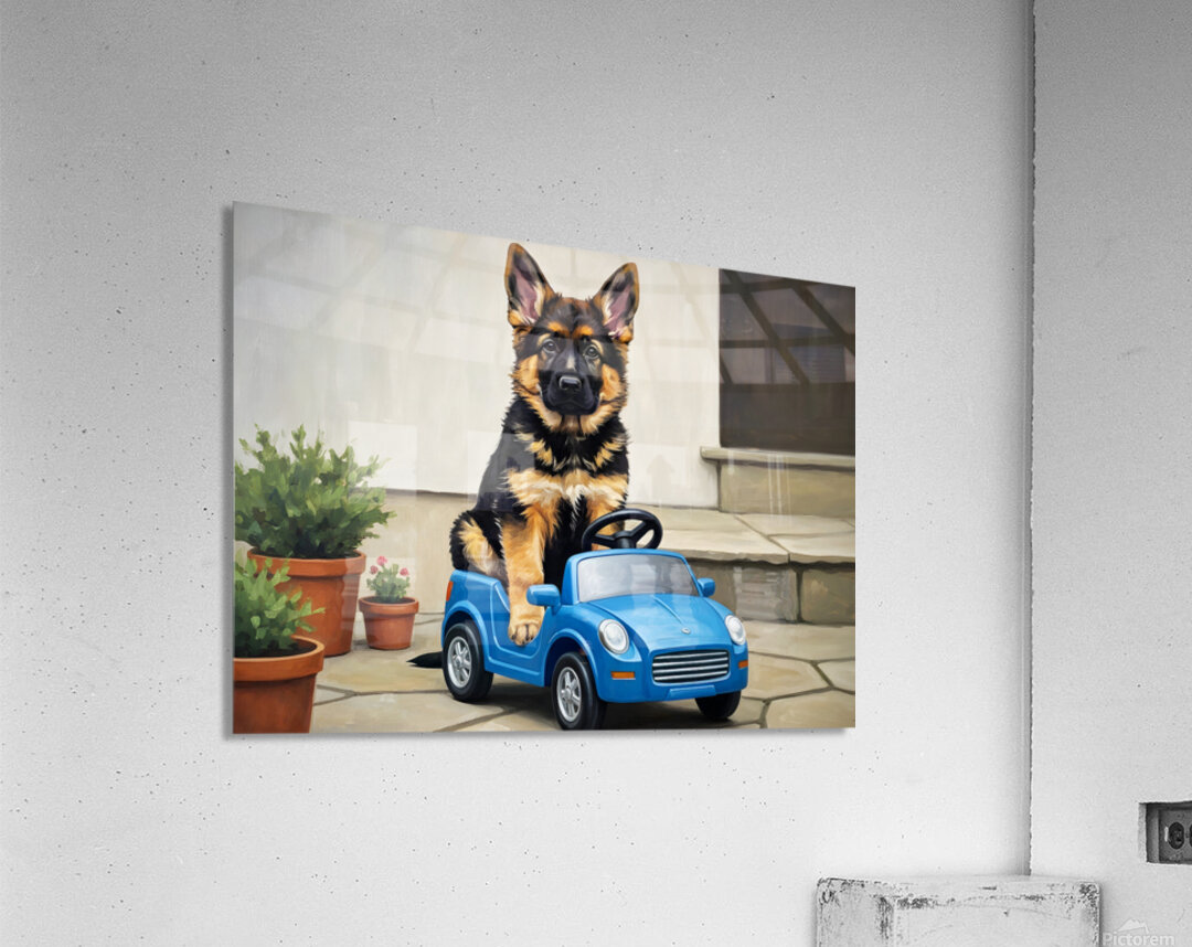 Sleepy German Shepherd Puppy In Car Acrylic Print