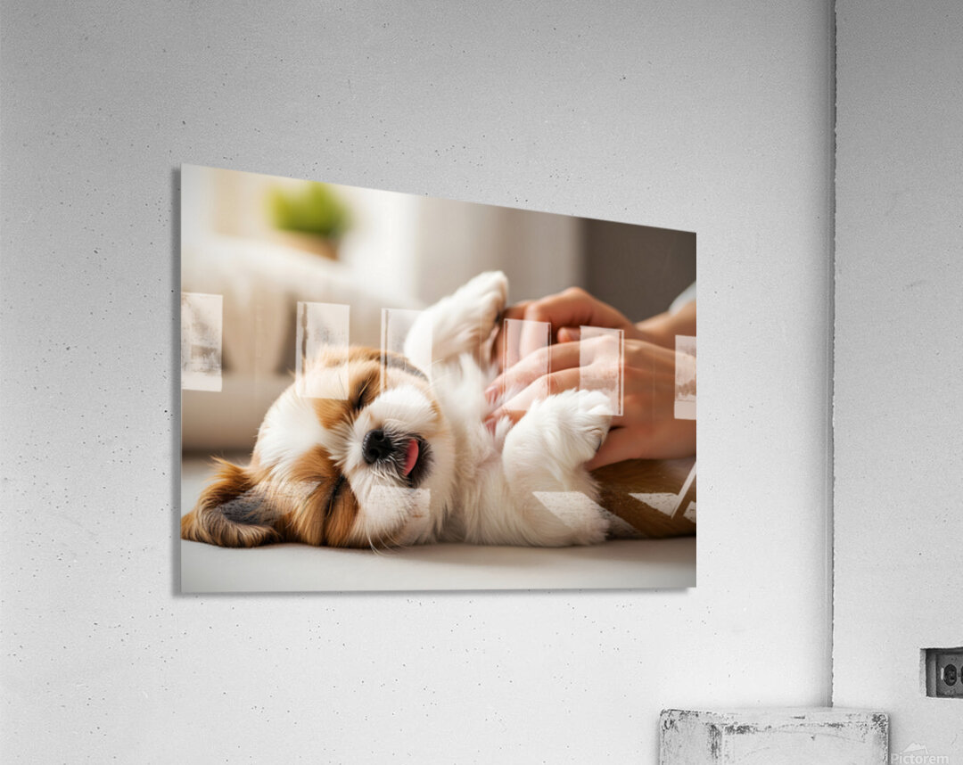 Sleepy Shih Tzu Puppy After Perfect Belly Rubs Acrylic Print