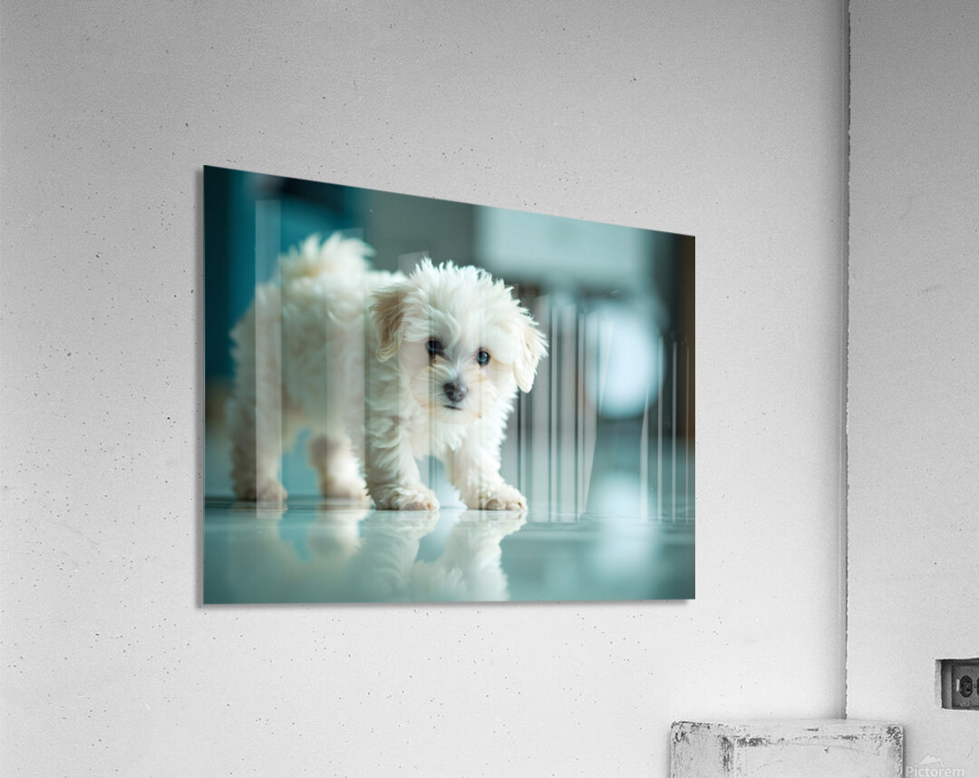 Bichon Frise Puppy Discovers His Reflection Acrylic Print