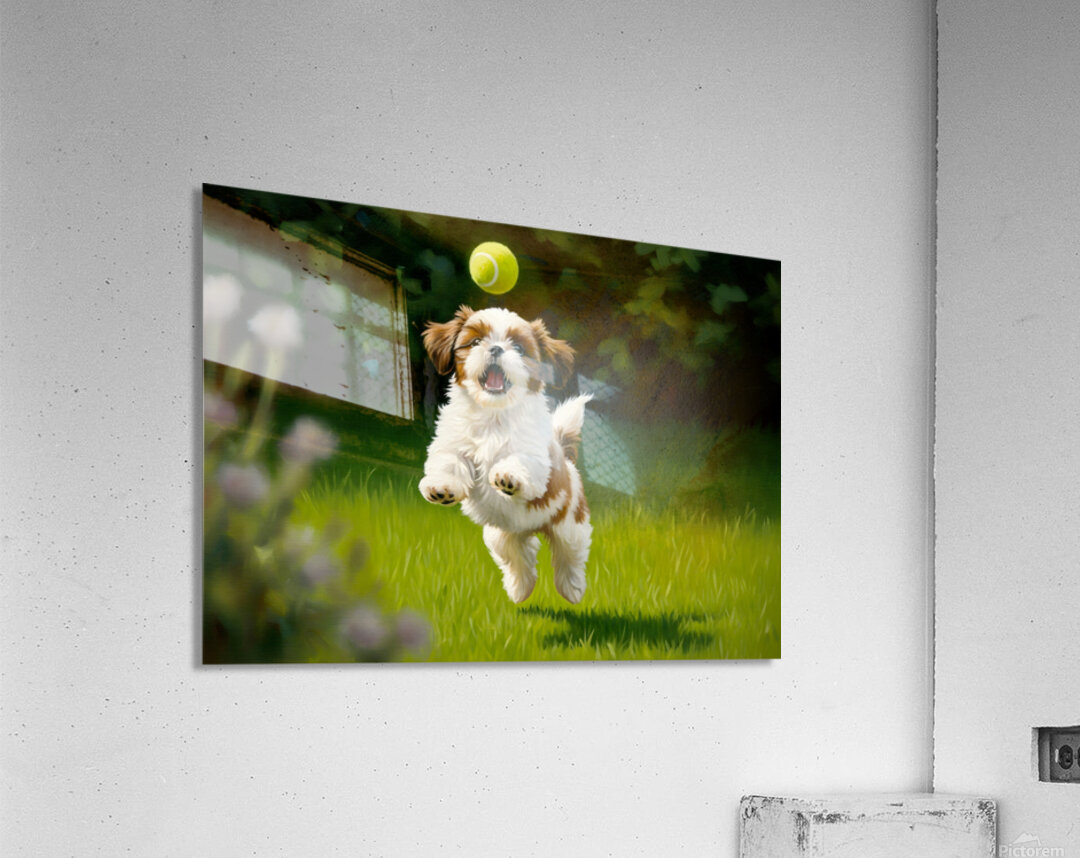 Victorious Shih Tzu Puppy With Tennis Ball Prize Acrylic Print