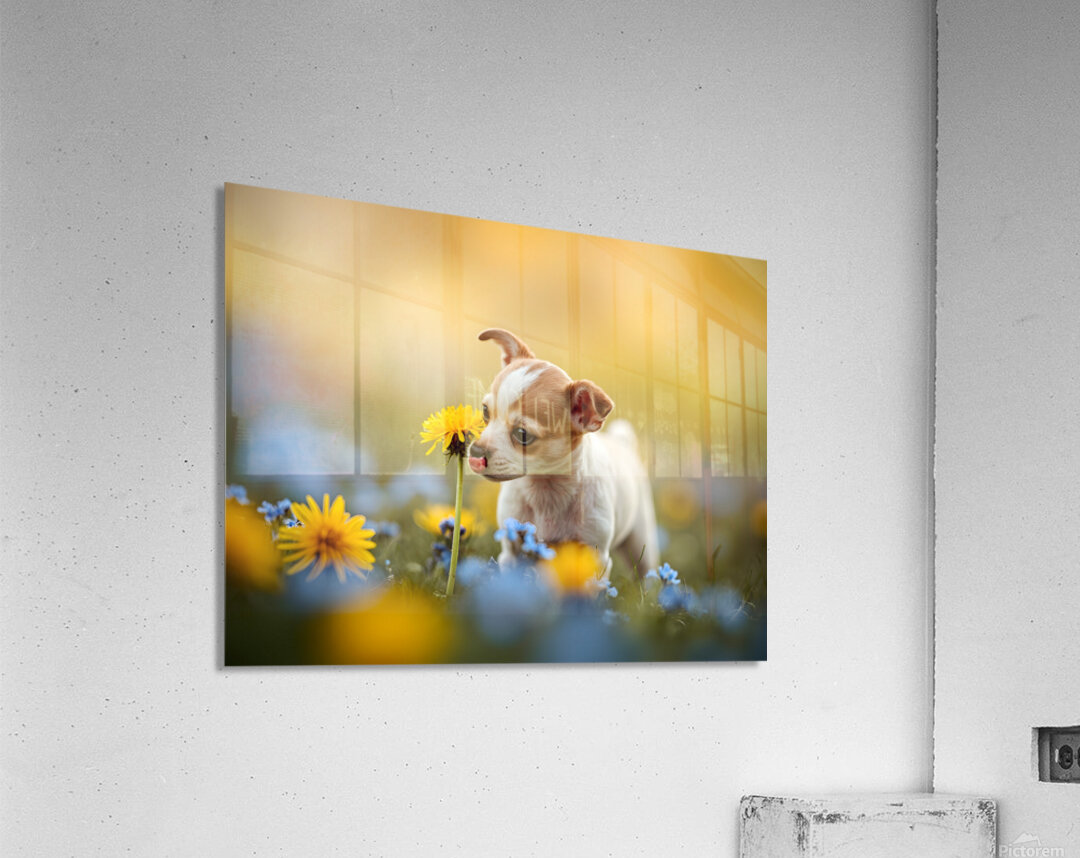 Happy Chihuahua Puppy After Sniffing Dandelion Acrylic Print