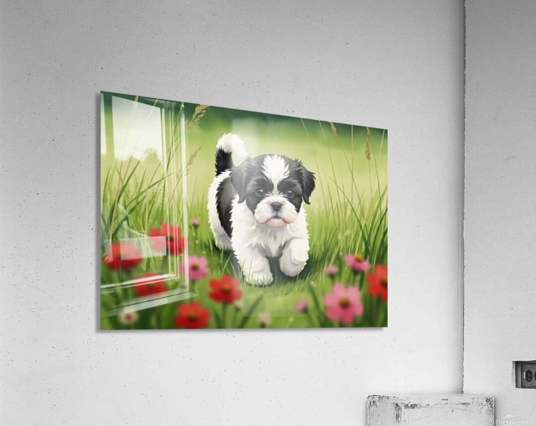 Shih Tzu Puppy Happy In Grass Acrylic Print