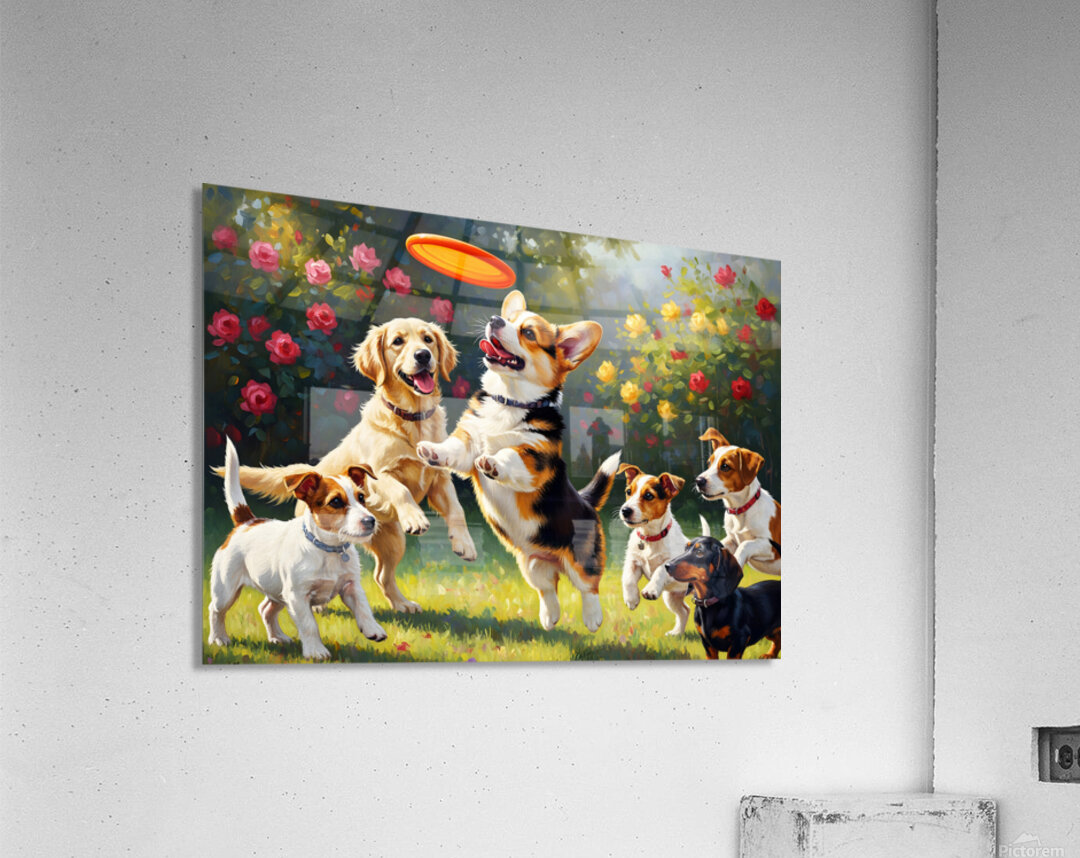 Pembroke Corgi Puppy Ready To Jump For Flying Frisbee Acrylic Print