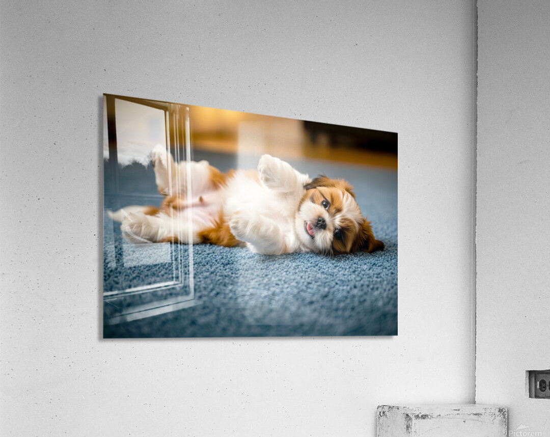 Shih Tzu Puppy Hopes For Belly Rub Time Acrylic Print