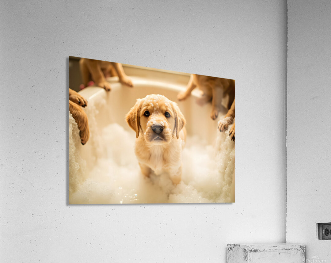 Peaceful Labrador Puppy Enjoying Calm Bath Time Acrylic Print
