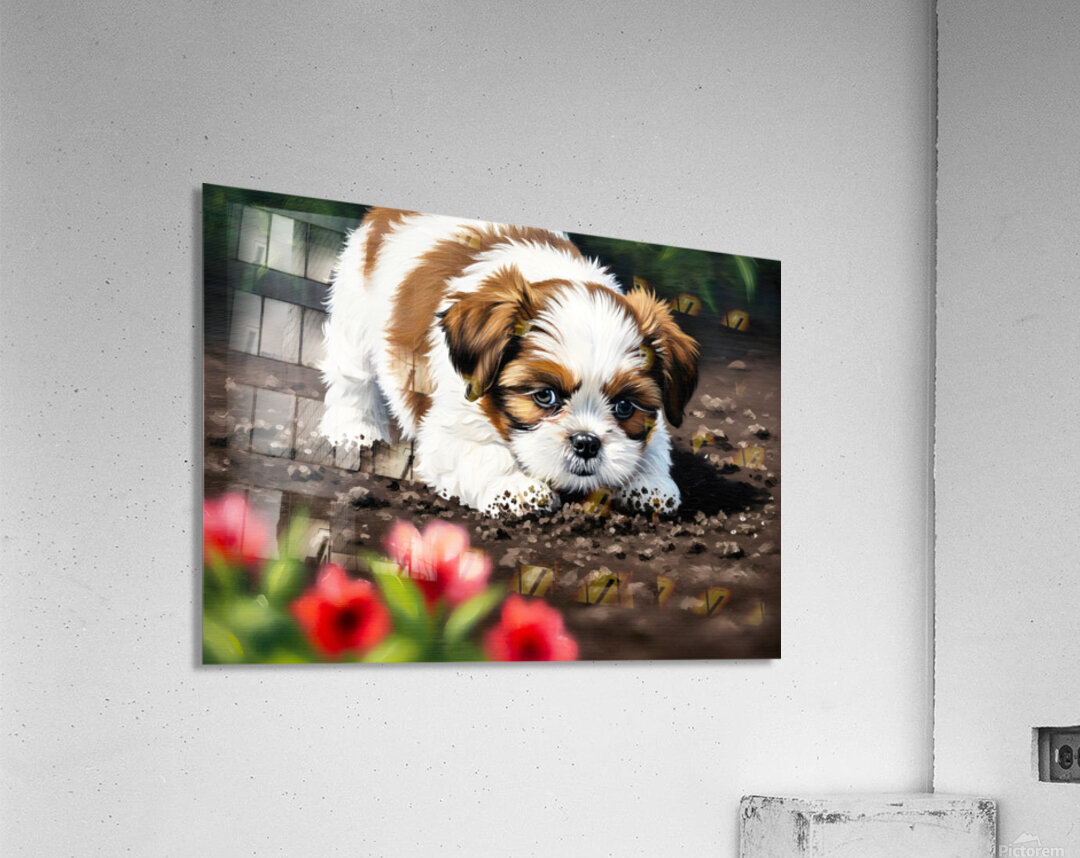 Shih Tzu Puppy Ready To Help In The Garden Acrylic Print