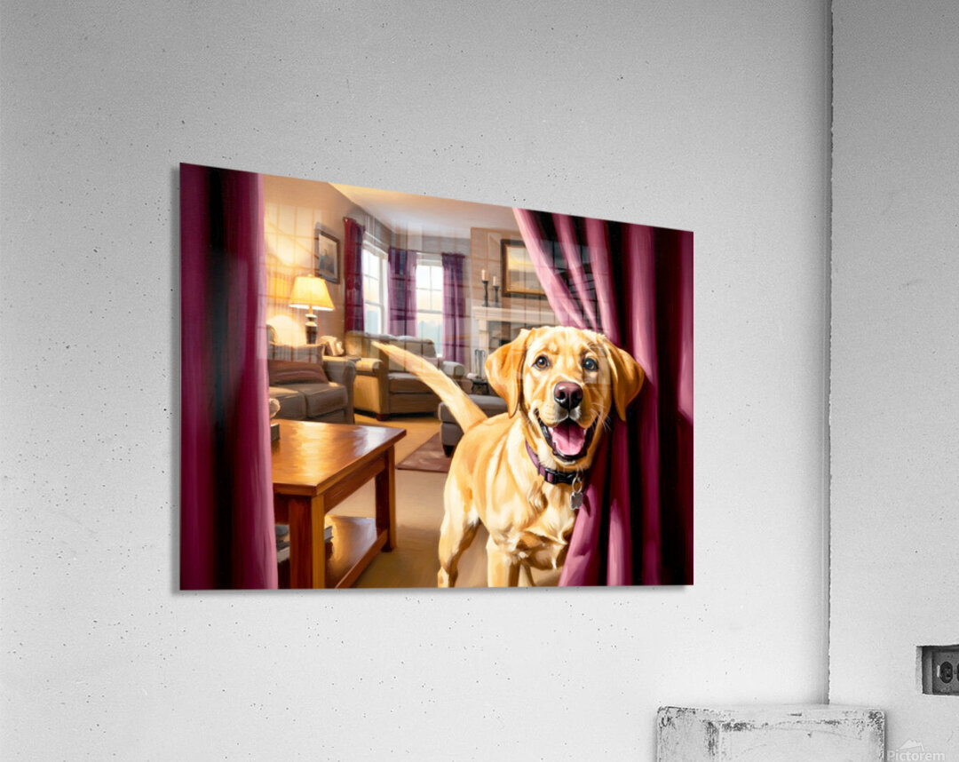 Happy Labrador Puppy Running From Dark Blue Curtains Acrylic Print