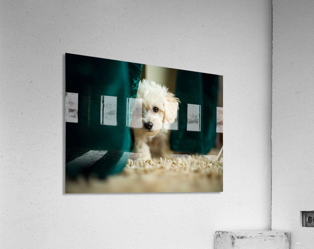 Happy Poodle Puppy Sitting By Blue Curtains Acrylic Print