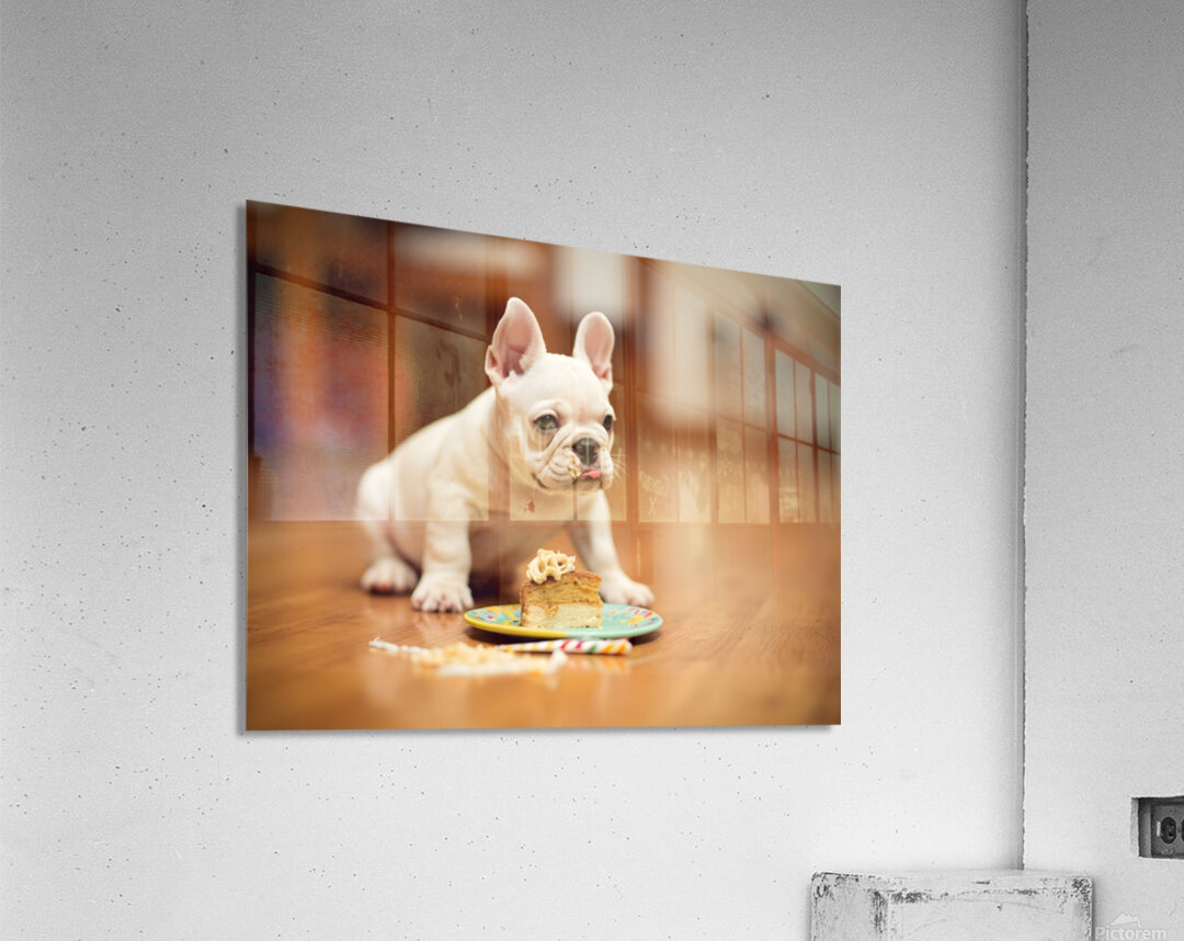 Satisfied French Bulldog Puppy Rests After Birthday Celebration Acrylic Print