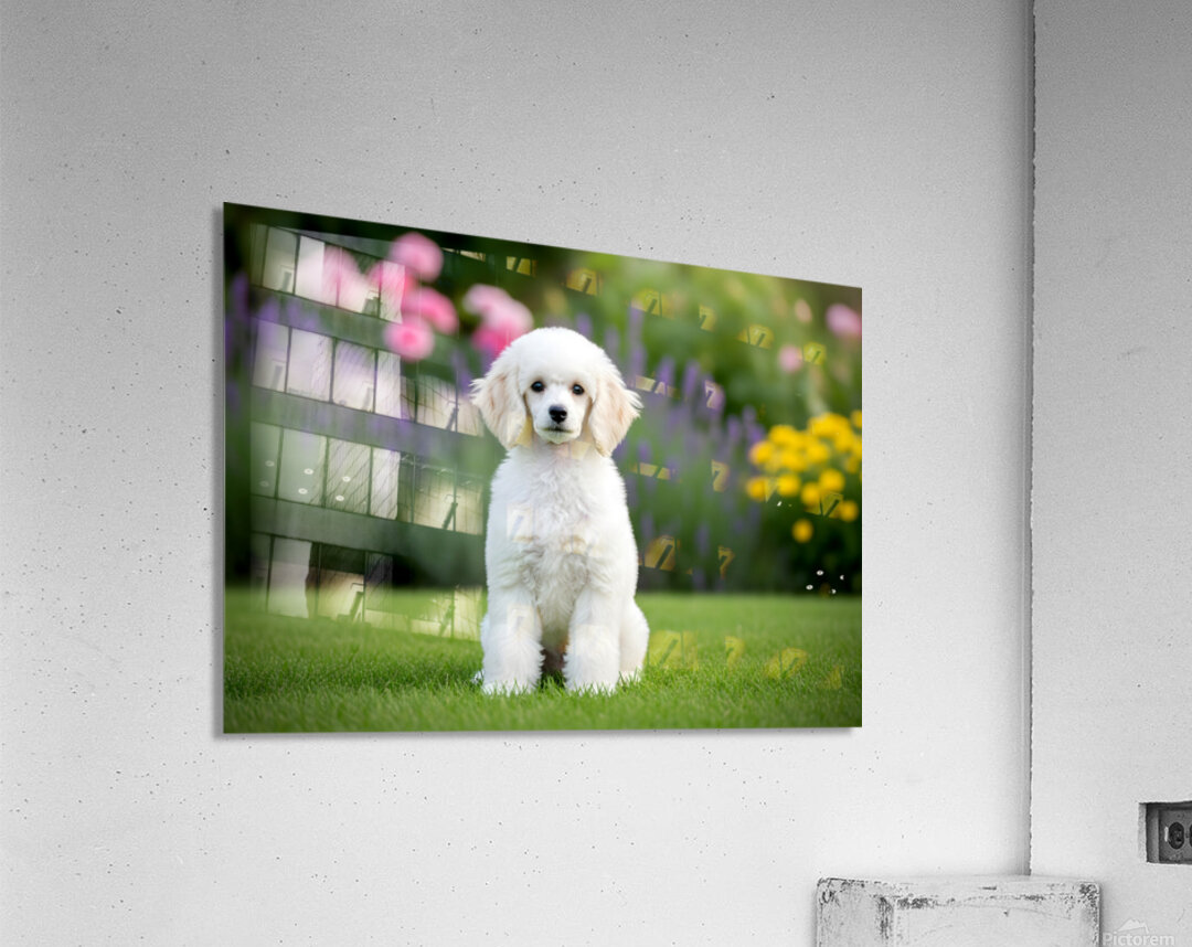 Proud Poodle Puppy Masters Stay Command Acrylic Print