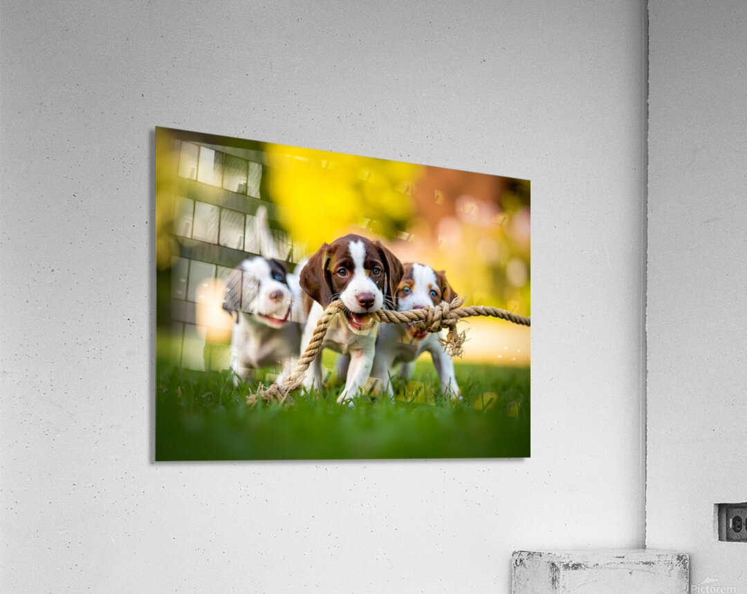German Shorthaired Pointer Puppy Discovers Big Chew Toy Acrylic Print