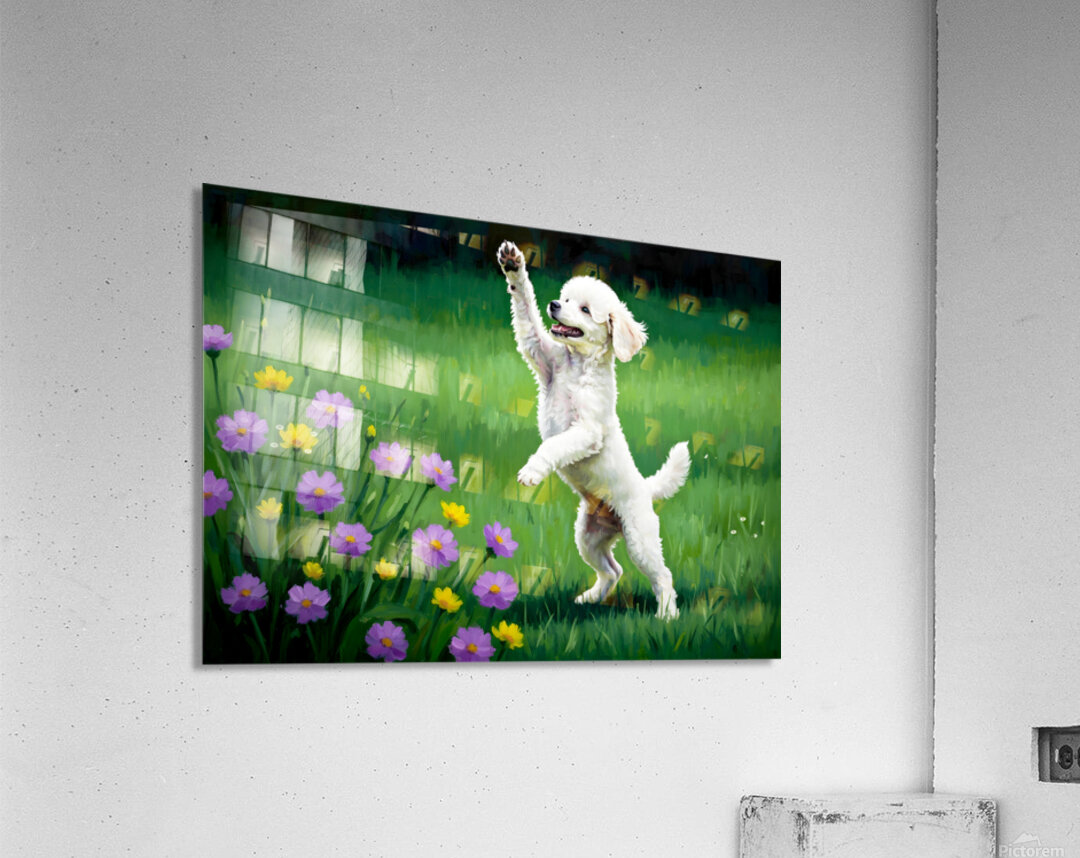 Excited Poodle Puppy Ready To Play Acrylic Print