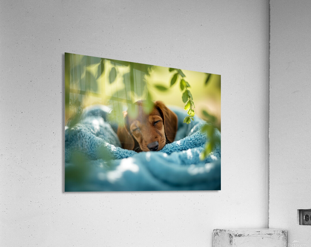 Peaceful Dachshund Puppy Sleeps In Basket Bed Acrylic Print