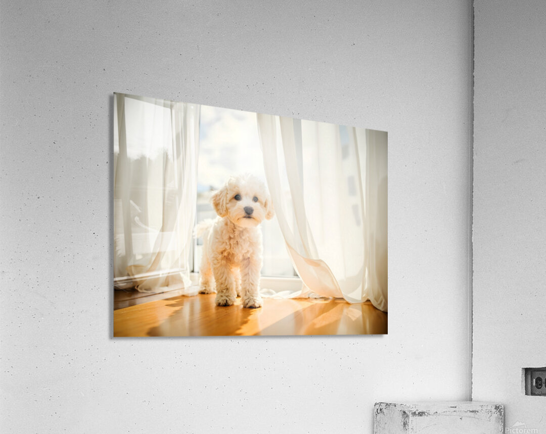 Poodle Puppy Peeking Behind Burgundy Curtains Acrylic Print