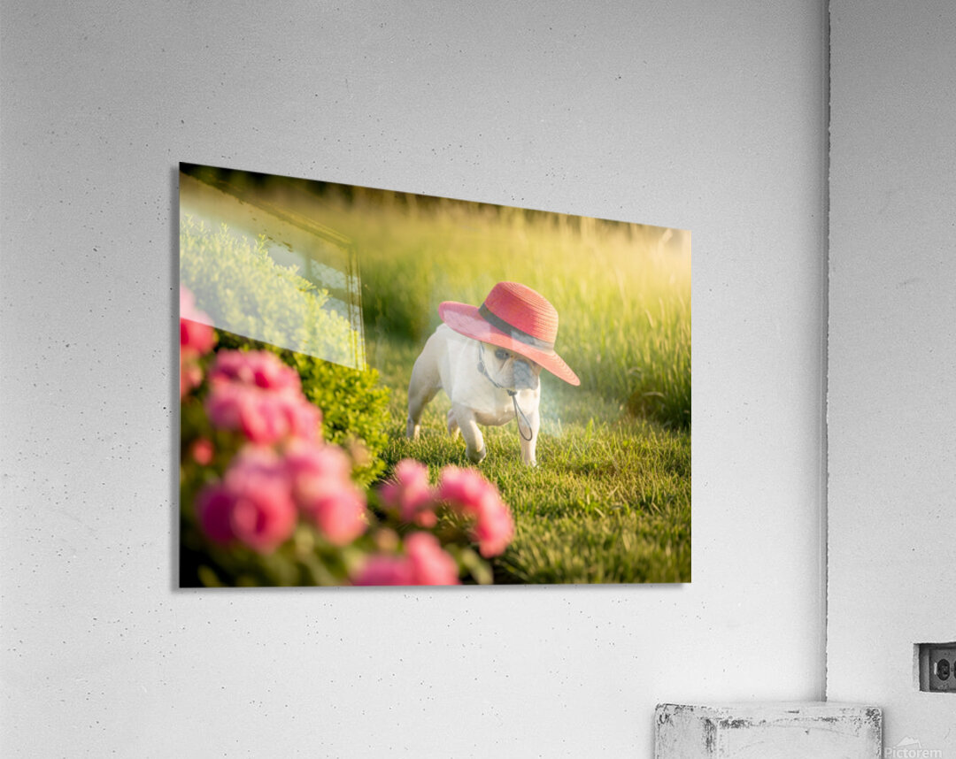 French Bulldog Puppy Discovers A Big Red Hat Acrylic Print