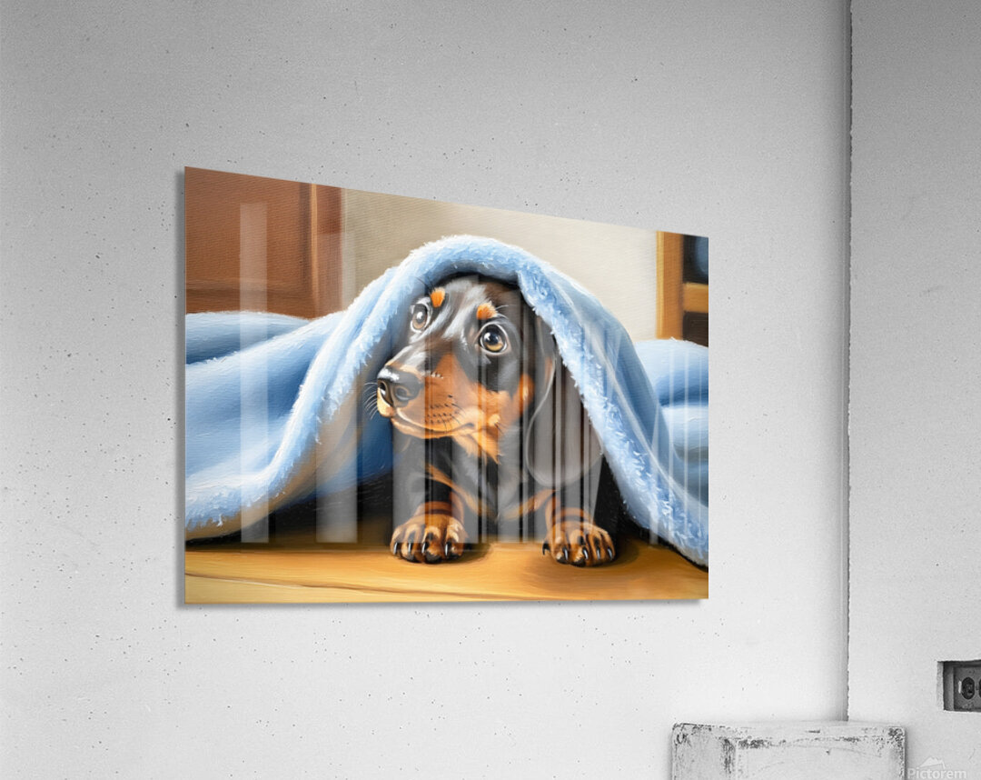 Dachshund Puppy Finds Perfect Hiding Spot Under Blanket Acrylic Print