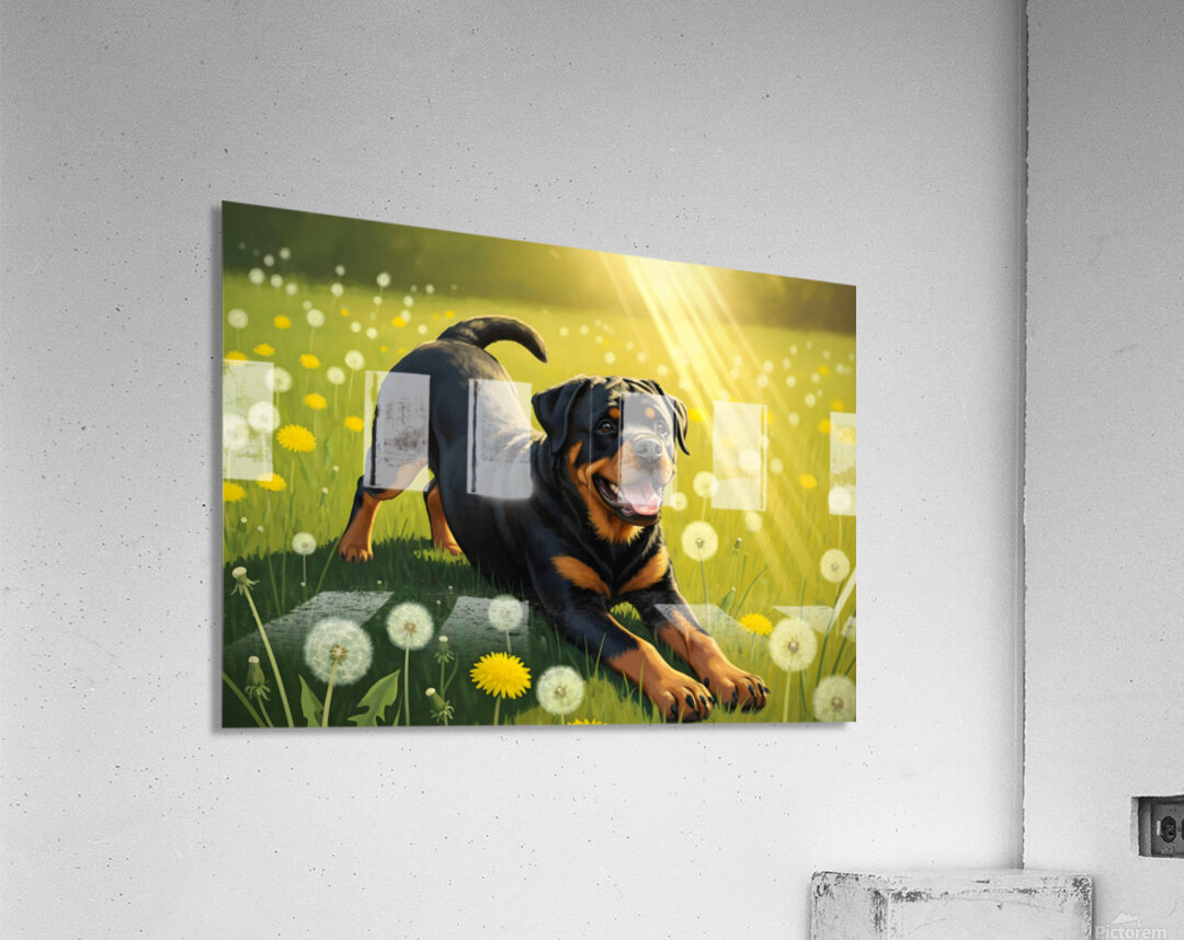 Rottweiler Puppy Finds Perfect Sunny Spot Acrylic Print