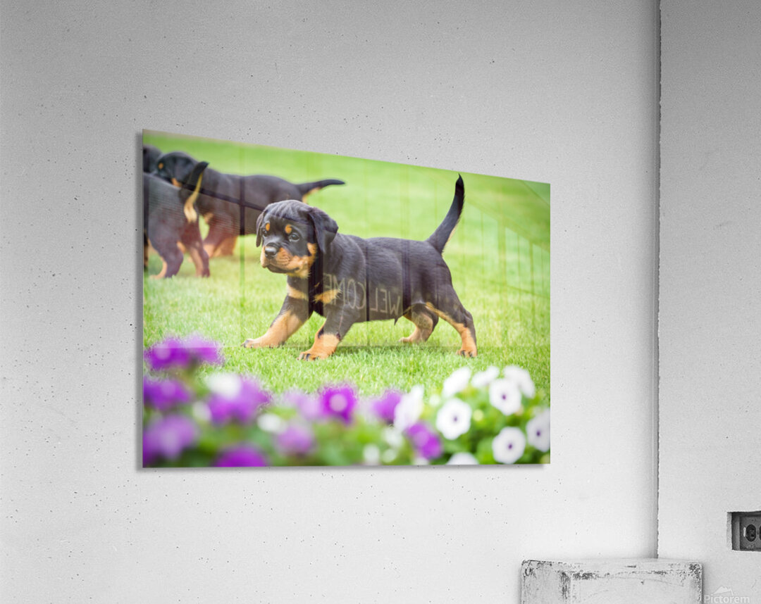 Rottweiler Puppy Starts The Chase In Sunny Yard Acrylic Print