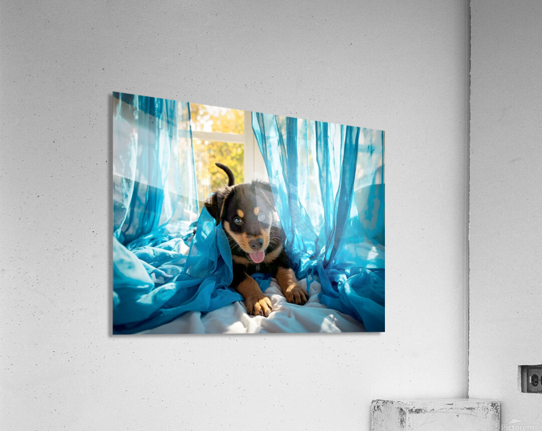 Brave Rottweiler Puppy Sits Confidently By Green Curtains Acrylic Print