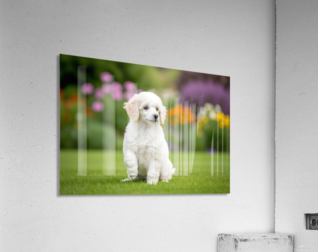 Poodle Puppy Ready To Learn Stay Command Acrylic Print