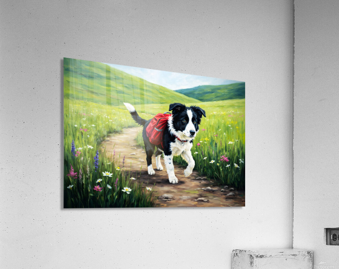 Border Collie Puppy Ready For Adventure Acrylic Print