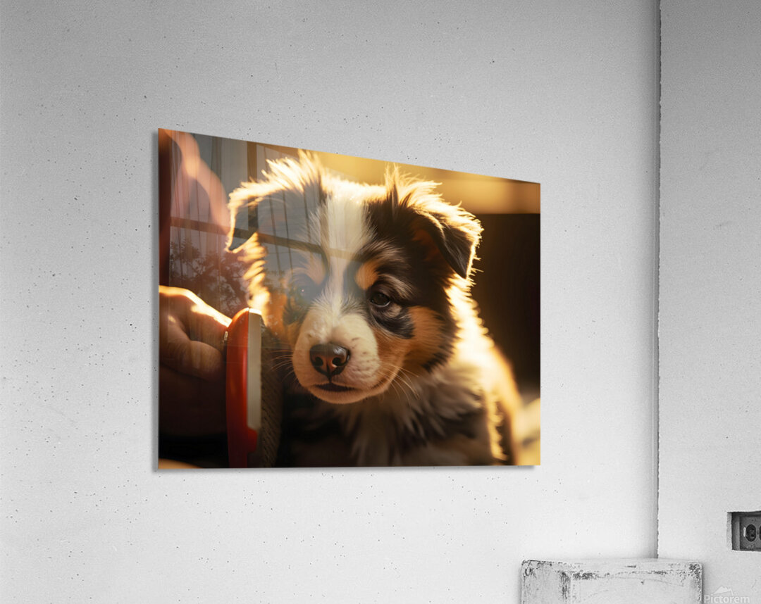 Australian Shepherd Puppys First Brush Encounter Acrylic Print