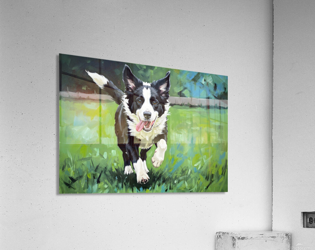 Border Collie Puppy Ready To Chase Acrylic Print