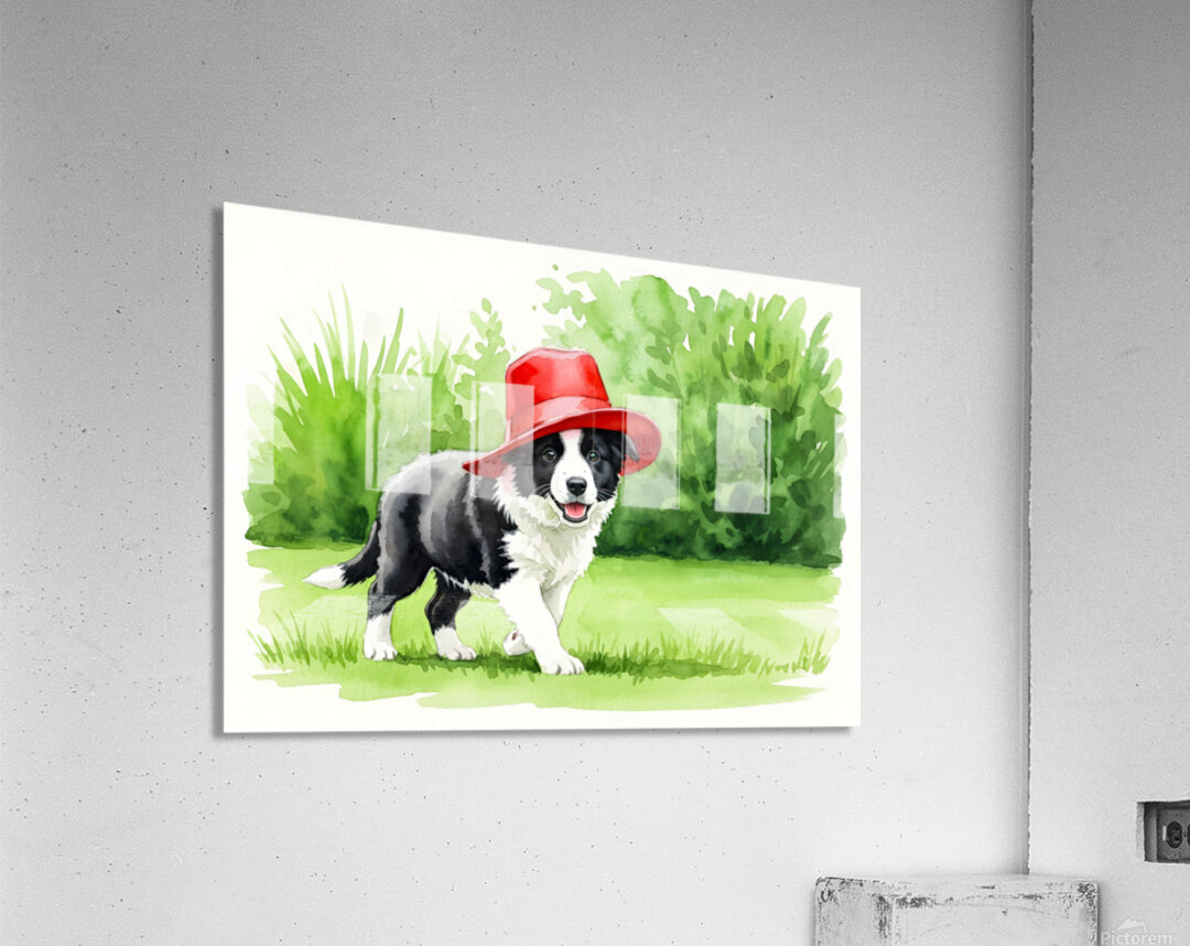 Border Collie Puppy Discovers A Big Red Hat Acrylic Print