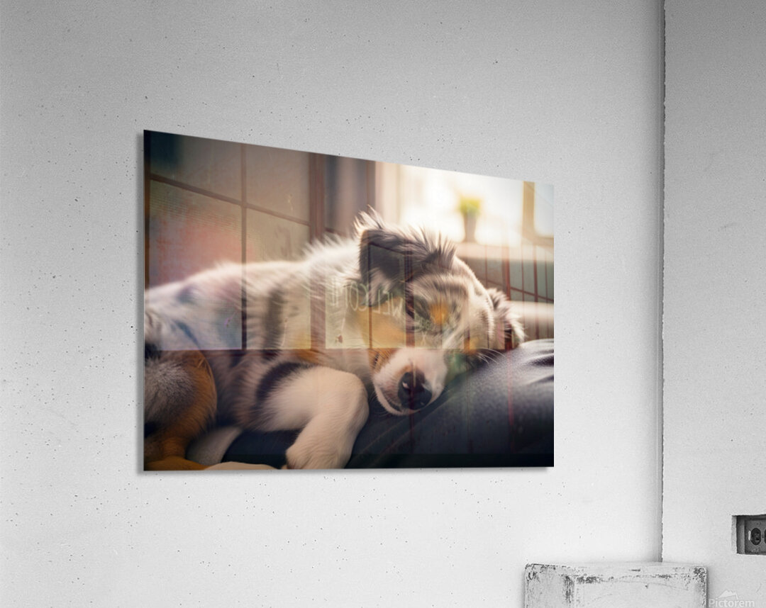 Australian Shepherd Puppys Perfect Nap Spot Acrylic Print