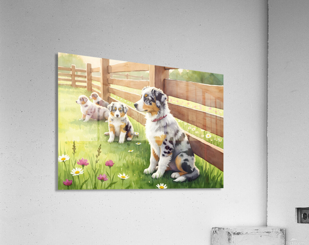 Content Australian Shepherd Puppy Enjoys Peaceful Moment Acrylic Print