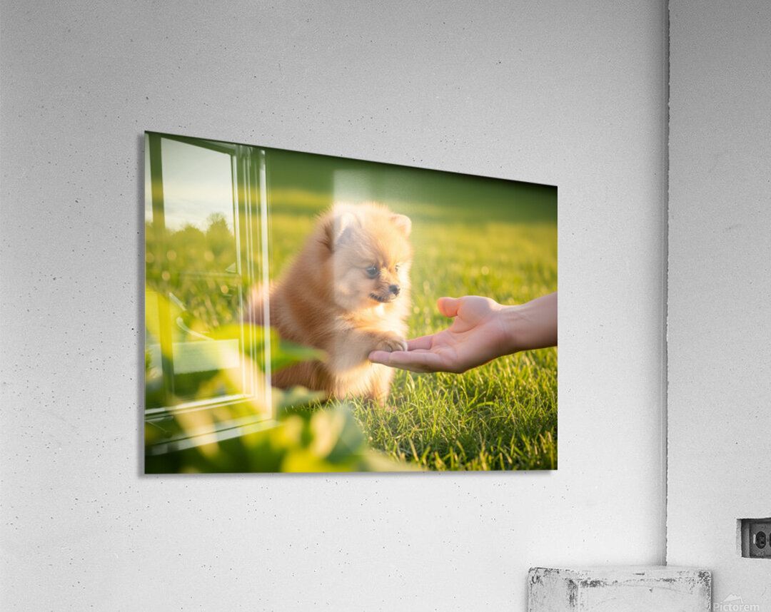 Happy Pomeranian Puppy After Learning Handshake Acrylic Print