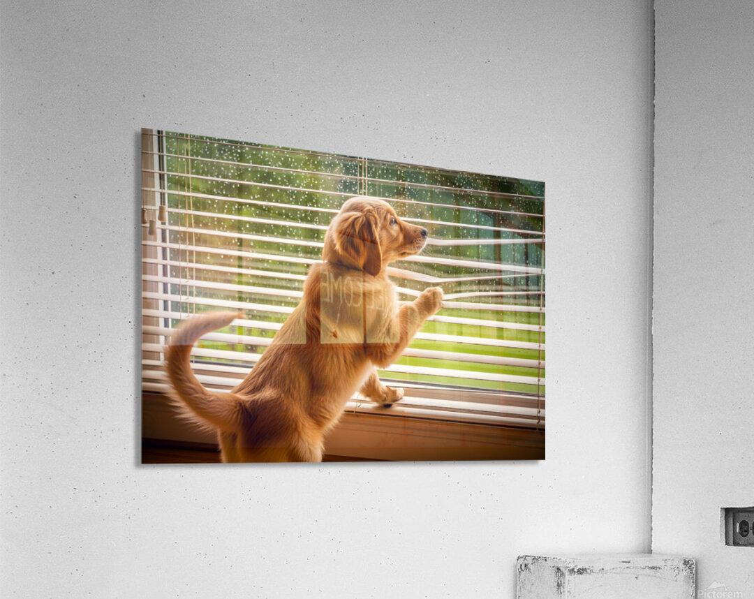 Golden Retriever Puppy Watches Rain Through Window Acrylic Print