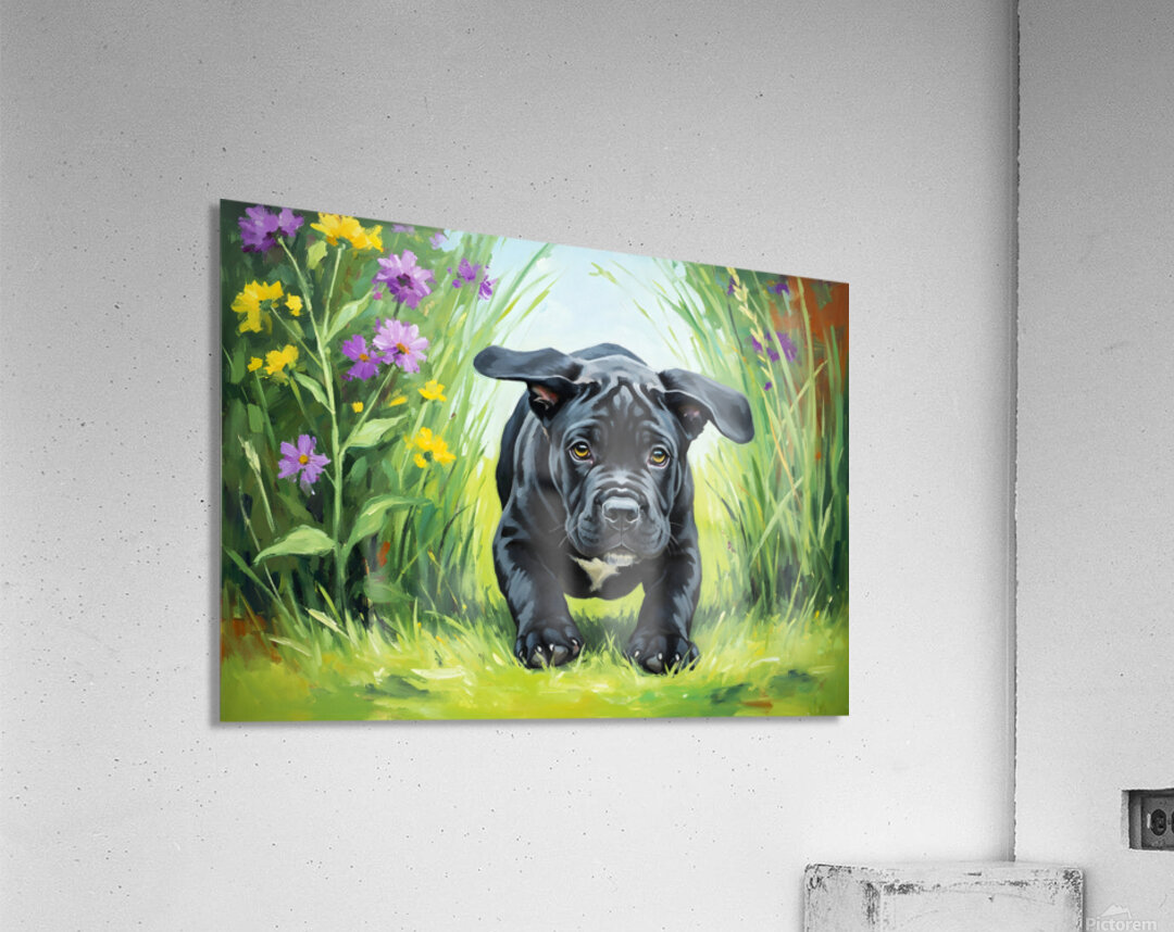 Cane Corso Puppys First Big Jump Acrylic Print
