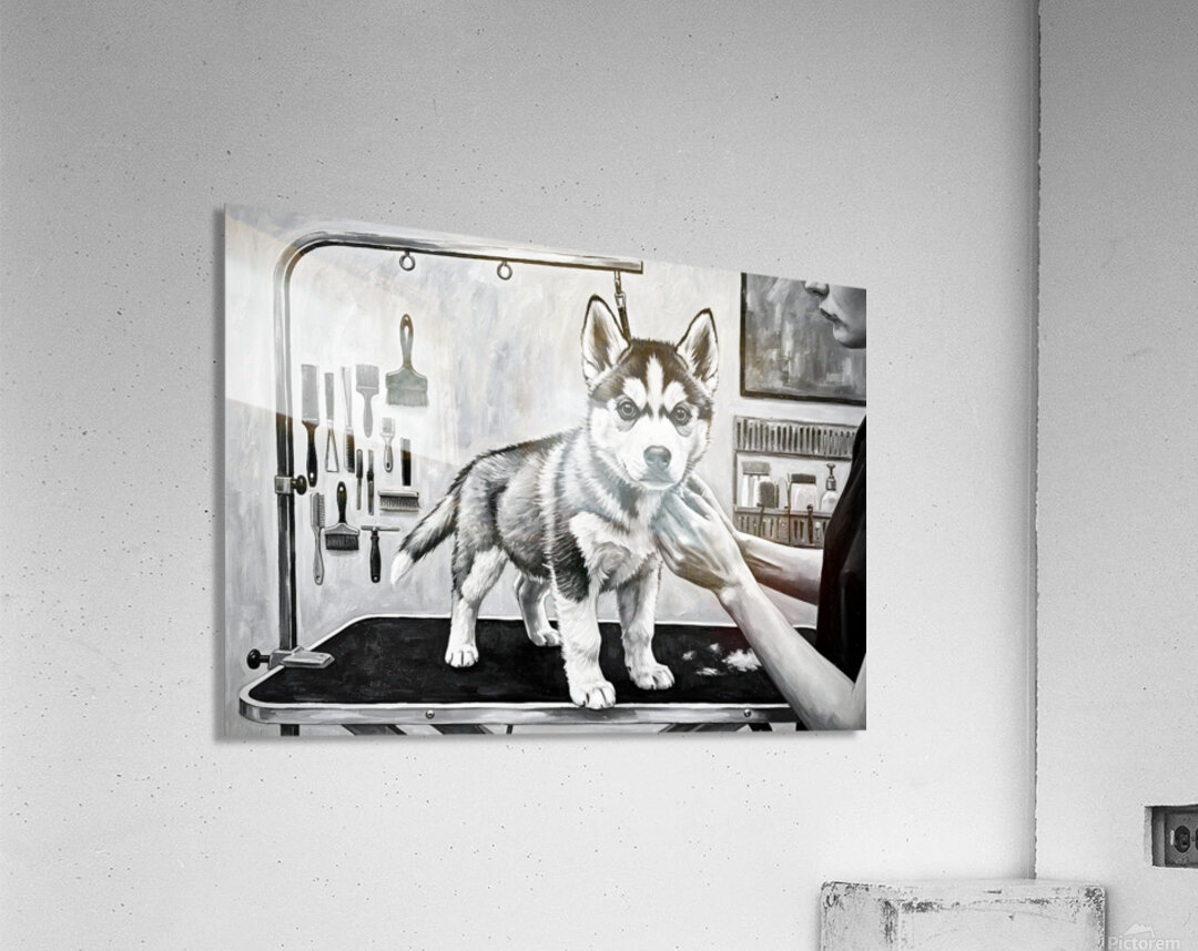 Siberian Husky Puppys First Trip To The Groomer Acrylic Print